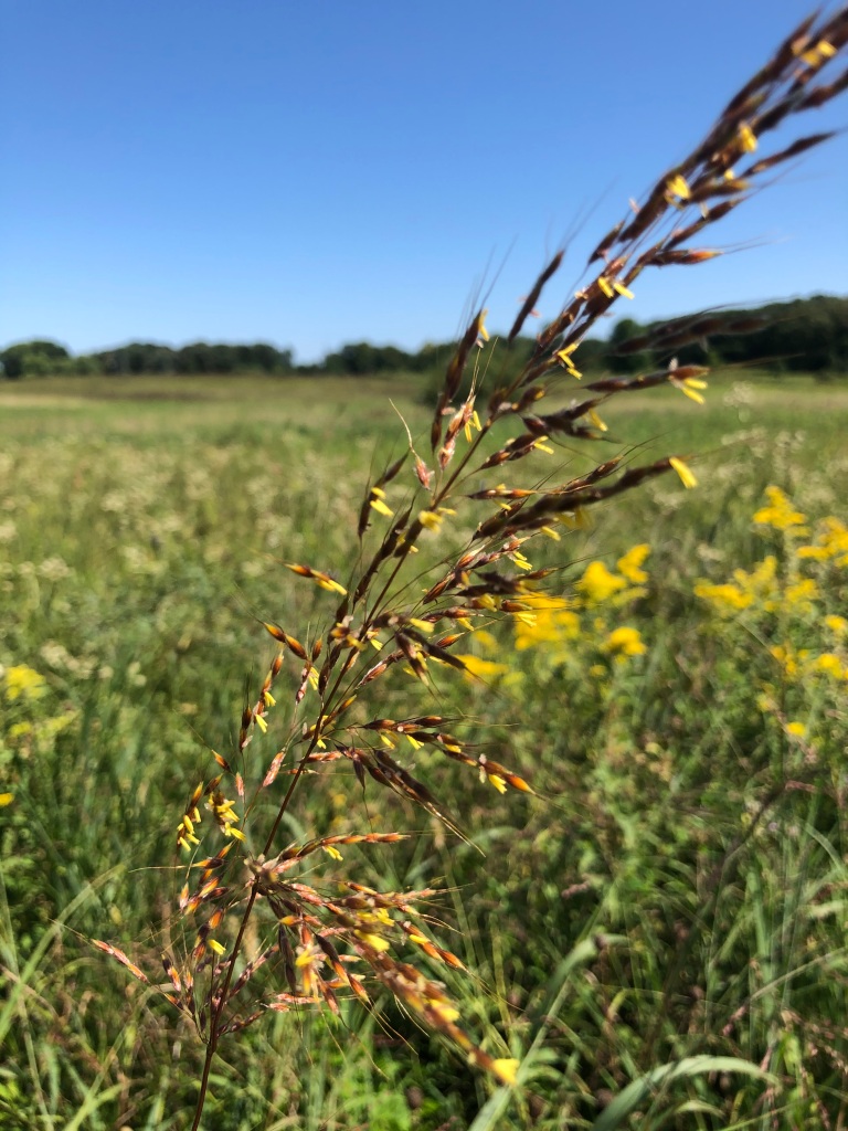 The photo is of prairie grass with a dark brown stem, red and yellow seed pods and flowers set against the background of a green prairie with out of focus yellow flowers.