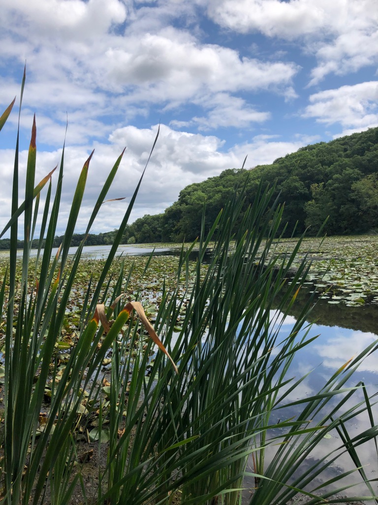 The photo is taken from the shore of a lake. There are reeds in the foreground and the lake is mostly covered with water lily plants. Trees are seen in the background with a cloud filled, blue sky above.